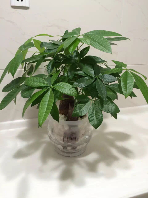 水瓶發(fā)財(cái)樹(shù)