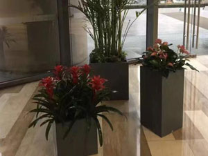 朝陽區(qū)國貿大型植物租賃案例