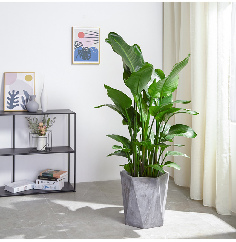 室內(nèi)養(yǎng)什么植物最好，有什么需要注意的地方