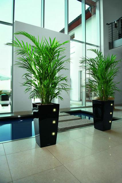 哪些植物有助于空氣凈化？