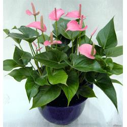 發(fā)財(cái)樹(shù)落葉的原因都有哪些？