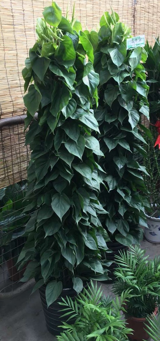 北京喜蔭花卉盆栽養(yǎng)護(hù)方法有哪些？