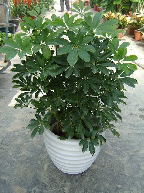 北京花卉租擺公司主要是北京地區(qū)的那些客戶租花？