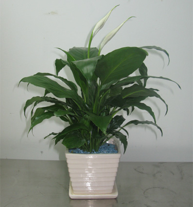 北京綠植租賃公司必須知道的花卉知識(shí)點(diǎn)簡述有哪些？