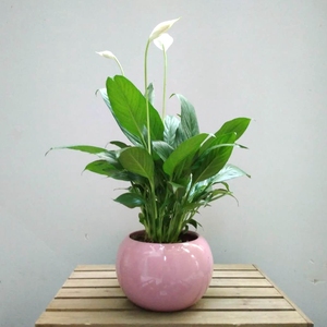 亦莊盆栽植物亦莊花卉租擺亦莊花卉租賃亦莊花卉銷(xiāo)售公司