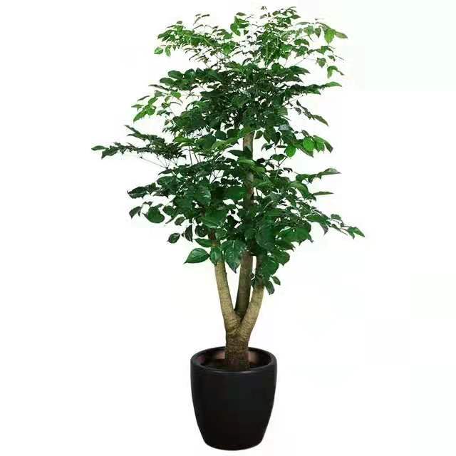 冬季適合水插以下花卉，只要做到以下幾點，生長迅速很好 北京花卉租擺公司