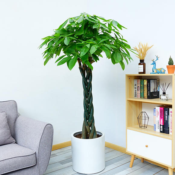 北京花卉租擺公司-長(zhǎng)壽花掉葉子怎么辦？有這四個(gè)解決方法，就能恢復(fù)生長(zhǎng)！