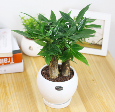 適合放辦公室的植物，辦公室放什么植物好?