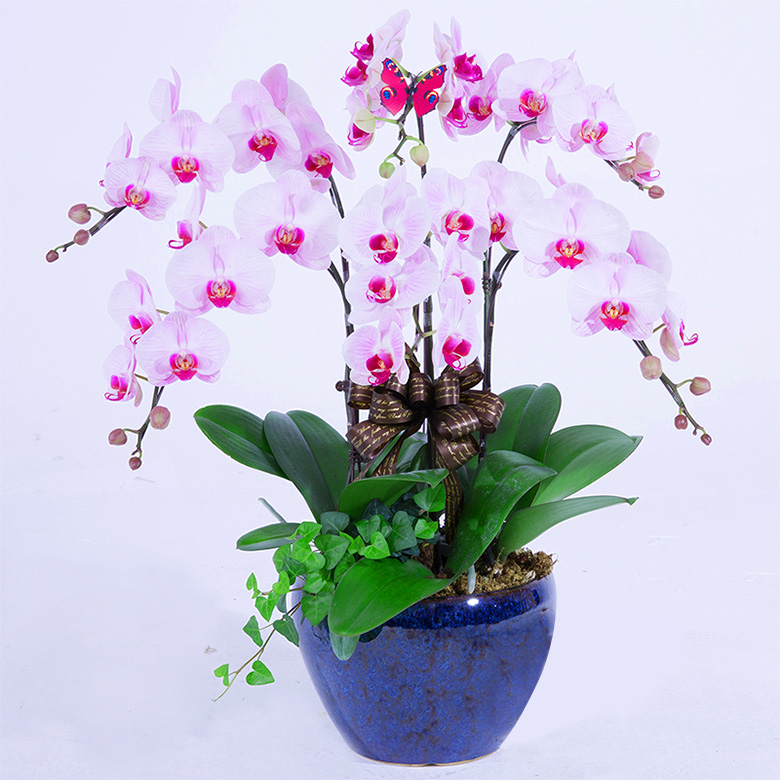 辦公室適宜擺放什么花卉綠植？