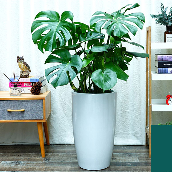 花卉租賃-紅楓盆景怎么養(yǎng)？6個(gè)小細(xì)節(jié)養(yǎng)出美麗紅楓！