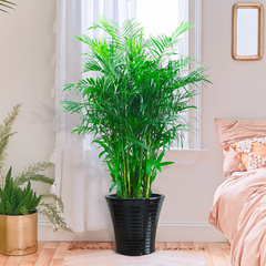 北京朝陽區(qū)綠植銷售公司