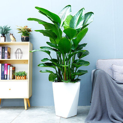 大型蒲葵北京花卉租賃綠植如何擺設(shè)呢？