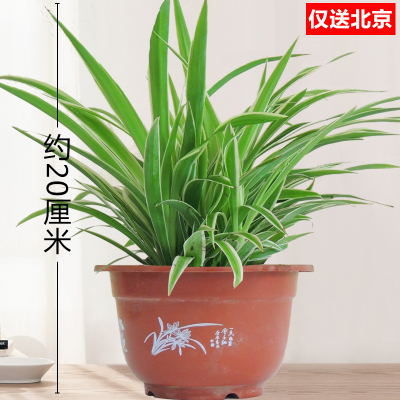 辦公室綠植租賃常見問(wèn)題