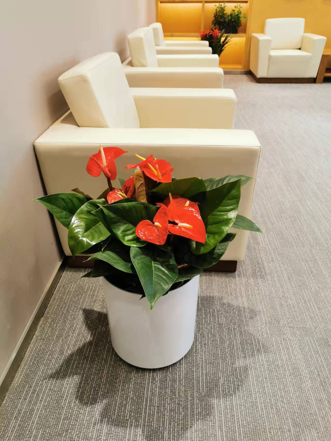 朝陽區(qū)大望路花卉租擺國貿綠植租賃公司盆栽出售公司