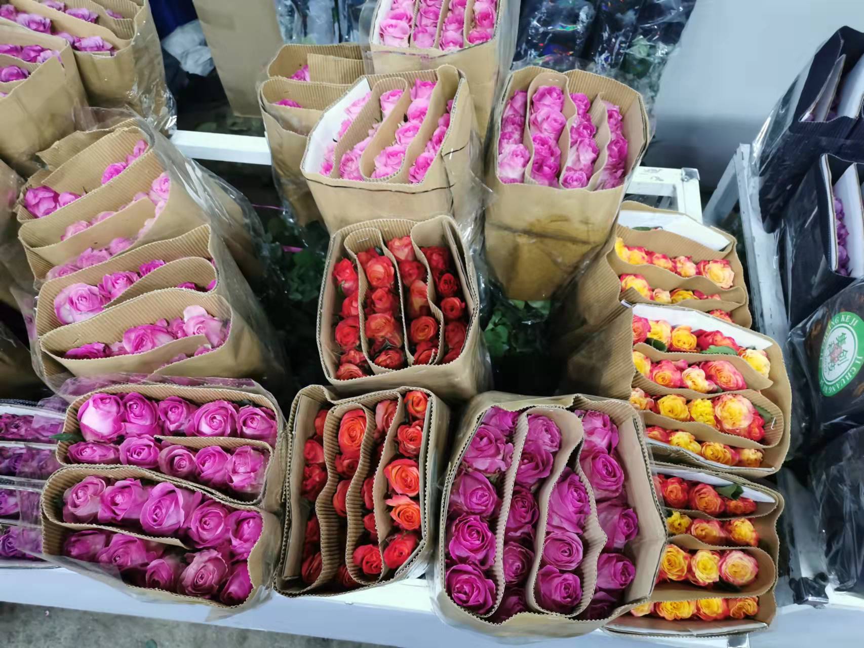 花卉月季好養(yǎng)護(hù)嗎？