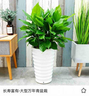 東城區(qū)花卉租擺公司東城區(qū)花卉租賃公司東方廣場(chǎng)綠植銷(xiāo)售