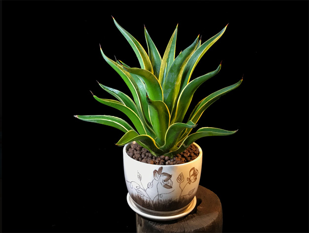 商務(wù)寫(xiě)字樓綠色盆栽租擺公司