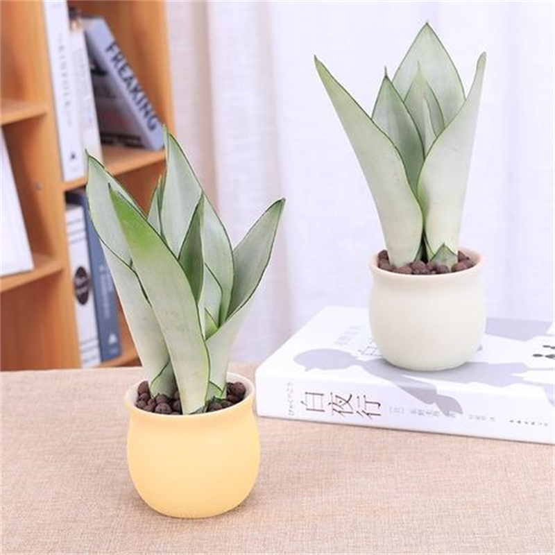 花卉租擺這8種花一點(diǎn)都不矯情，越窮養(yǎng)越壯實(shí)！