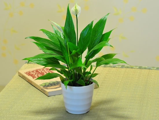 云竹和文竹傻傻分不清楚，都有竹字，生長(zhǎng)習(xí)性卻相差很大