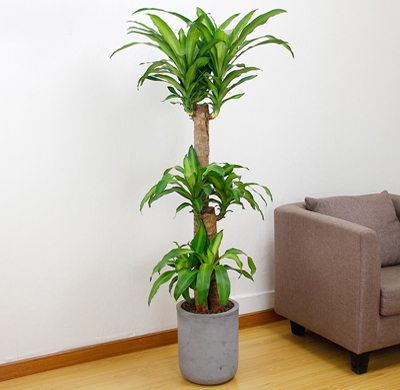 北京大興區(qū)綠植花卉租擺公司：北京綠植花卉前景怎么樣？