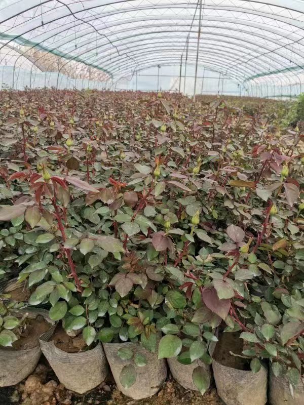 盆栽月季都很難養(yǎng)活，主要是和這4點(diǎn)有關(guān)，解決好輕松養(yǎng)殖