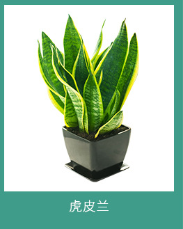 企業(yè)注重北京綠植租擺是因為什么呢？