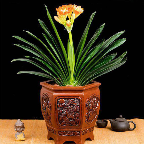 北京花卉租賃養(yǎng)護出售：君子蘭的養(yǎng)護方法有哪些？