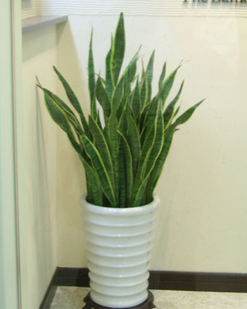 北京亦莊經濟技術開發(fā)區(qū)綠植花卉租擺公司