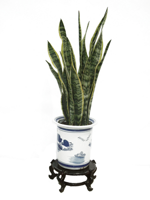 北京辦公室綠植比較好養(yǎng)護的有哪些？