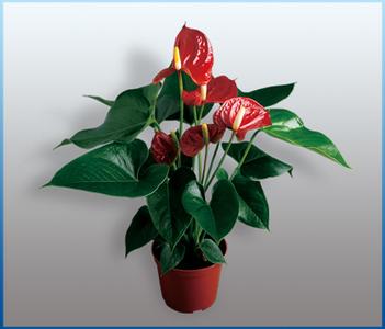 北京朝陽(yáng)區(qū)綠植租擺公司海淀區(qū)綠植租賃公司