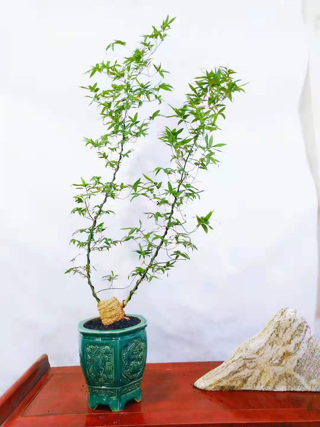 綠植租擺養(yǎng)護(hù)知識(shí)-簕竹