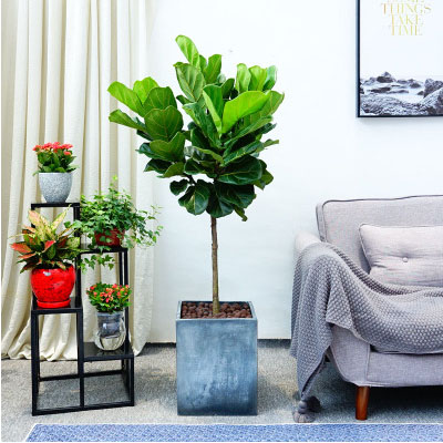 北京花卉租擺公司，北京花卉租賃公司，北京辦公室租花公司