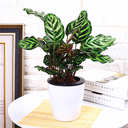 辦公室植物租賃、寫字樓植物租賃