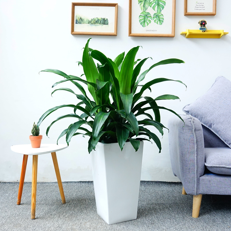 大興區(qū)亦莊綠植花卉租擺養(yǎng)護公司