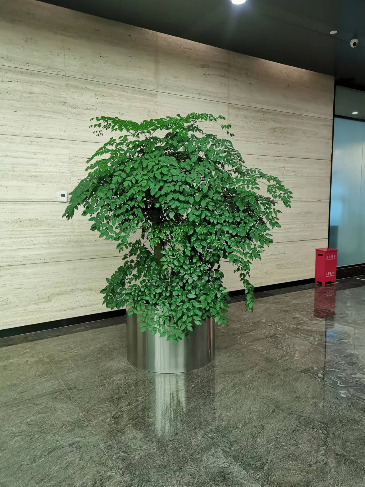 海棠花冬天怎么養(yǎng)護(hù)？哪個時候要移到室內(nèi)養(yǎng)