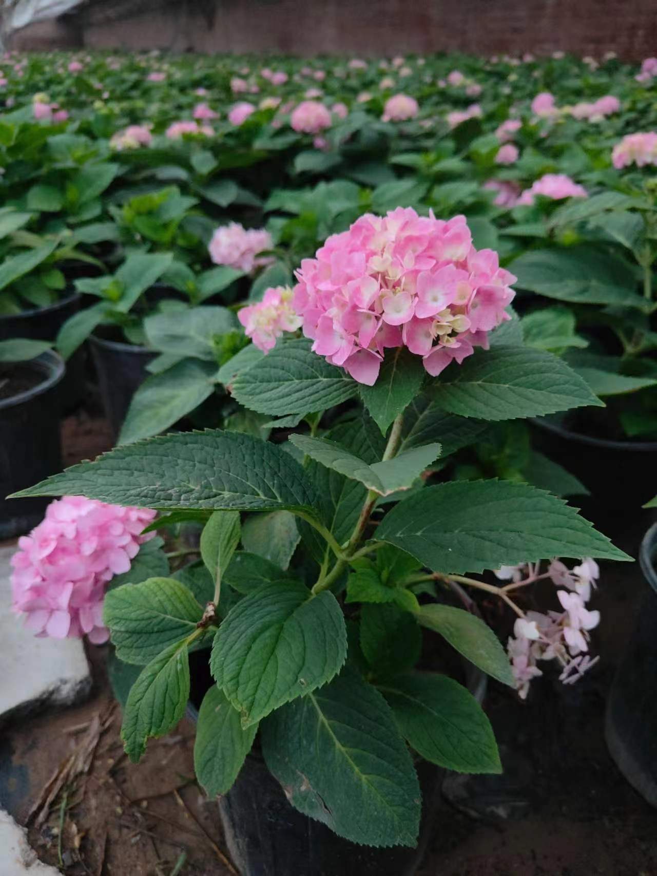 大麗花冬天如何養(yǎng)護(hù)的方法？