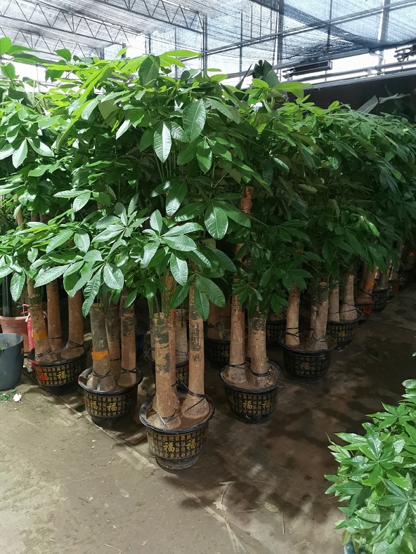 北京綠植租擺公司發(fā)財(cái)樹(shù)葉子有斑怎么辦？