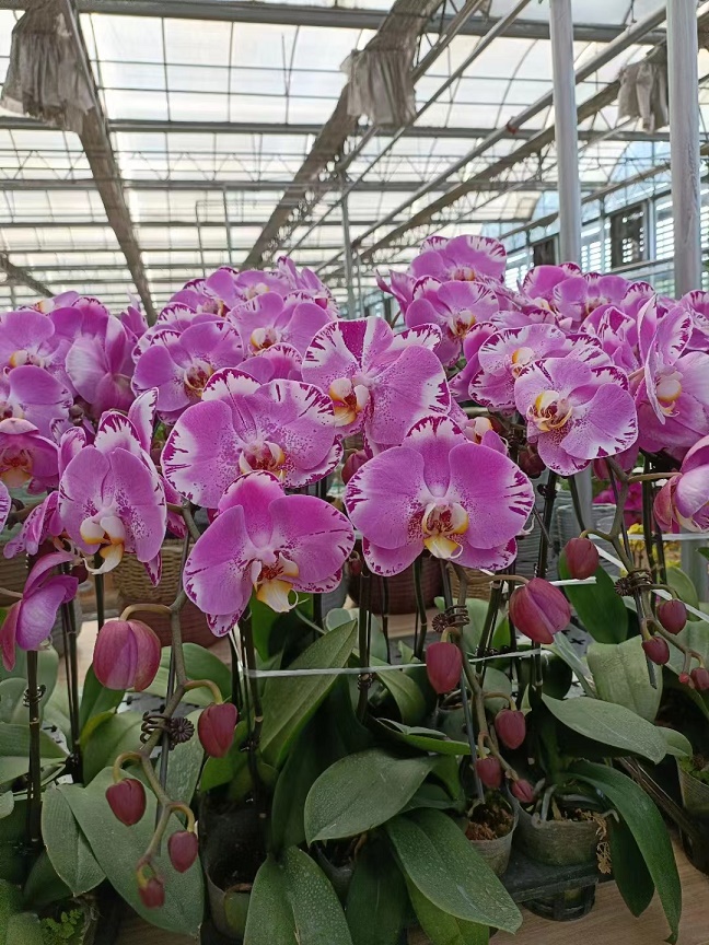 北京花卉仙客來冬天要怎么澆水，有哪些要注意的澆水方法？