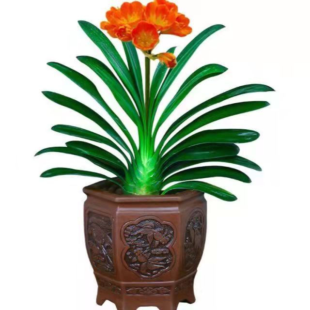 春天花卉開花植物，要做好哪些工作？