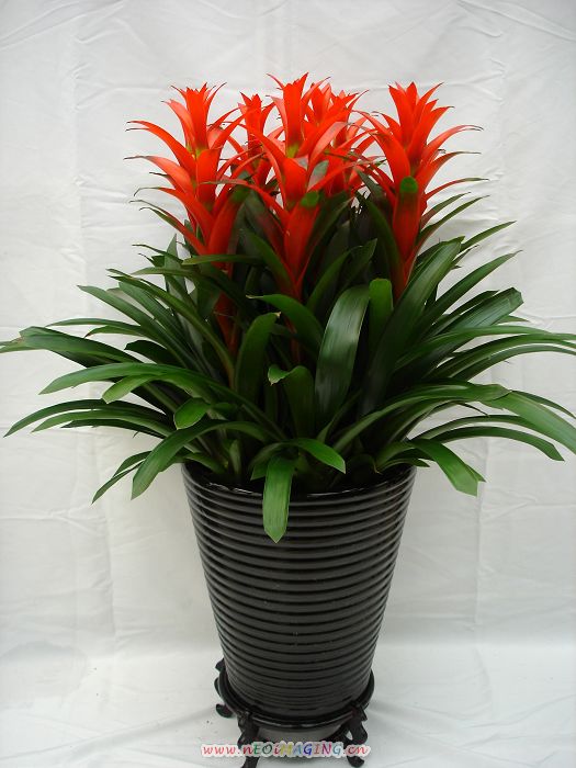 瑪格麗特花要怎么養(yǎng)護(hù)？有哪些養(yǎng)護(hù)方法？