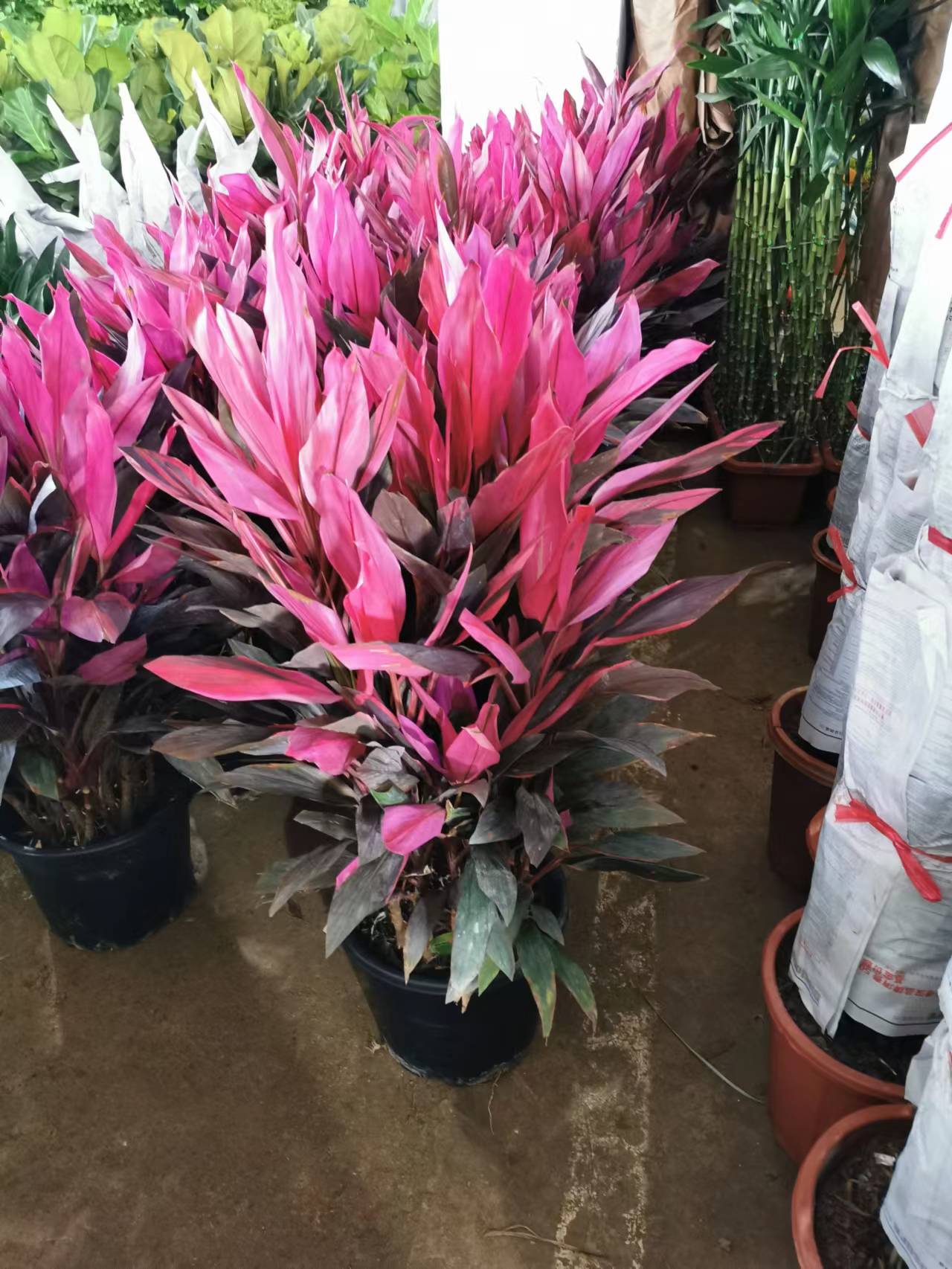 辦公室綠植養(yǎng)護(hù)管理方案