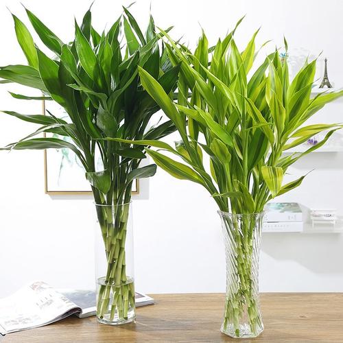 綠植花卉擺放設(shè)計方案