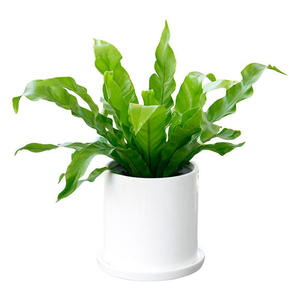 辦公室租擺盆栽植物