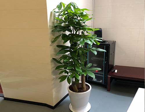 北京世紀(jì)匯通園藝望京寫字樓綠植租擺專家