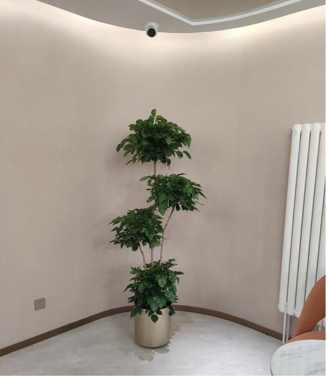 北京專業(yè)綠植租賃北京綠植花卉租擺北京專業(yè)綠植租擺