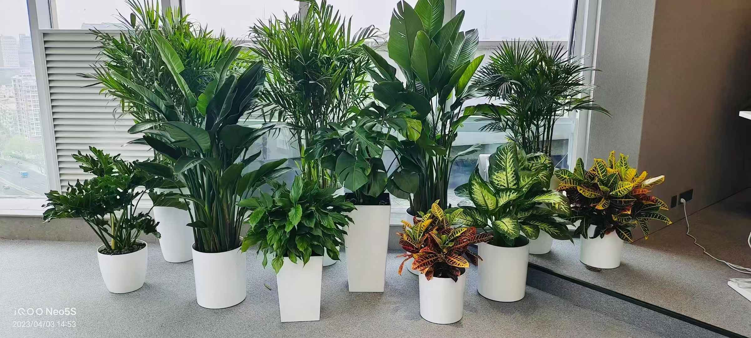 北京綠植租擺北京花卉綠植租擺北京綠植盆栽租擺公司