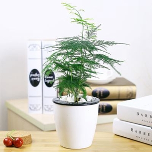 北京花卉租擺 花卉租賃公司花卉租賃價(jià)格