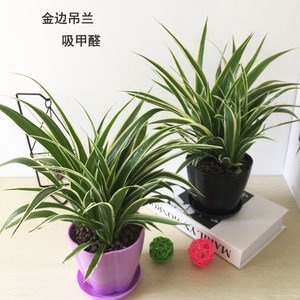 海淀區(qū)綠植租擺海淀區(qū)植物租賃海淀區(qū)辦公室花卉租賃養(yǎng)護(hù)