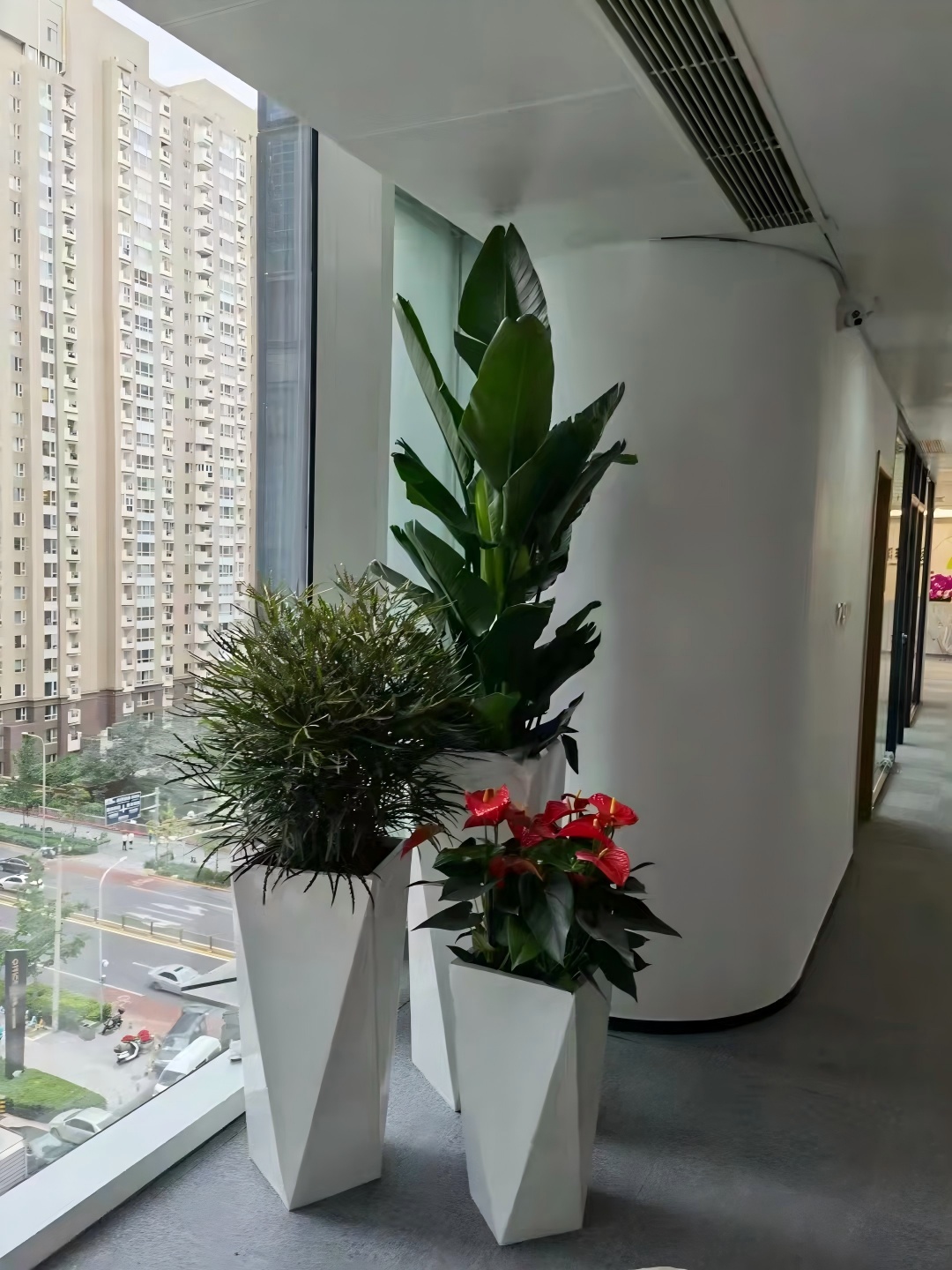 知春路花卉租擺知春路辦公室綠植租賃知春路租擺價(jià)格