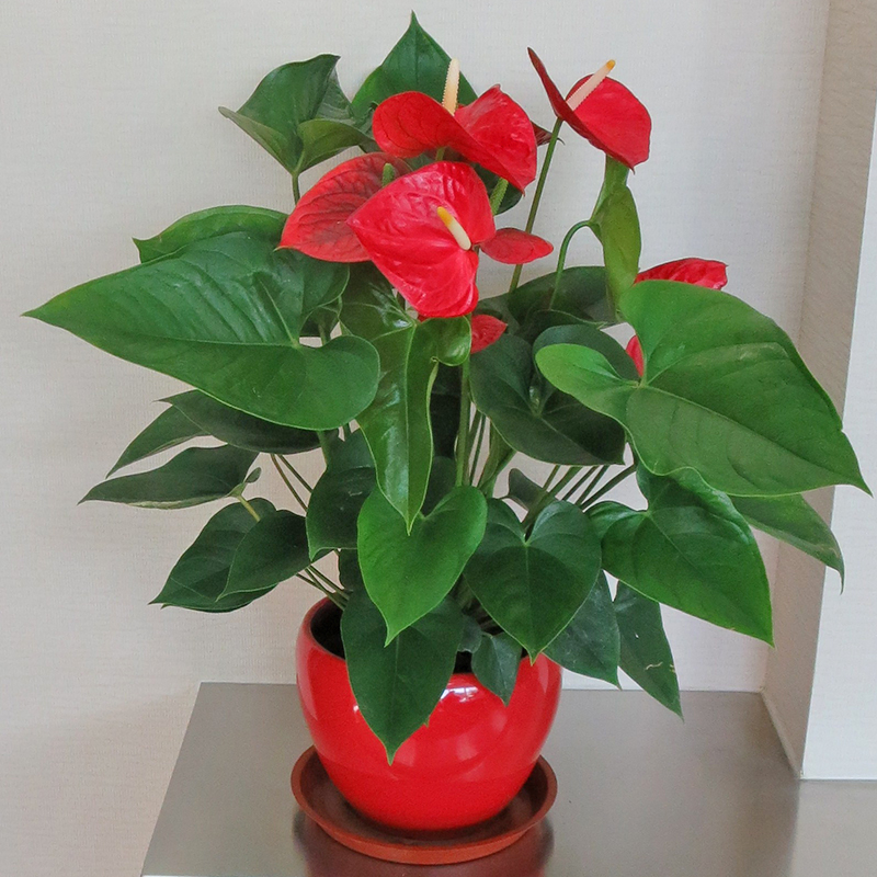 北京綠植花卉租擺公司